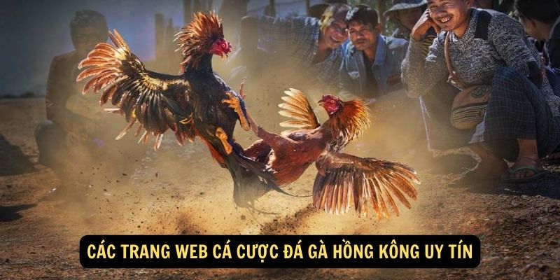 Các trang web cá cược đá gà Hồng Kông uy tín