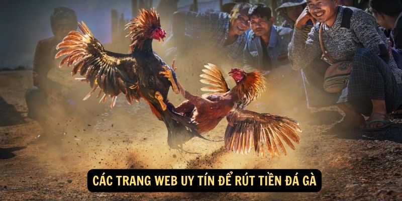 Các trang web uy tín để rút tiền đá gà