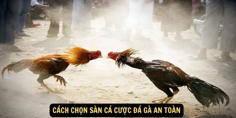 Cách chọn sàn cá cược đá gà an toàn