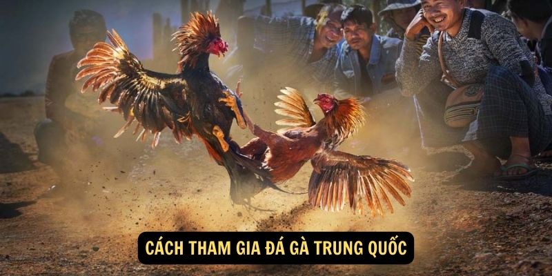 Cách tham gia đá gà Trung Quốc