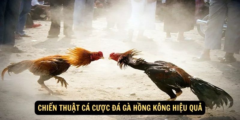 Chiến thuật cá cược đá gà Hồng Kông hiệu quả