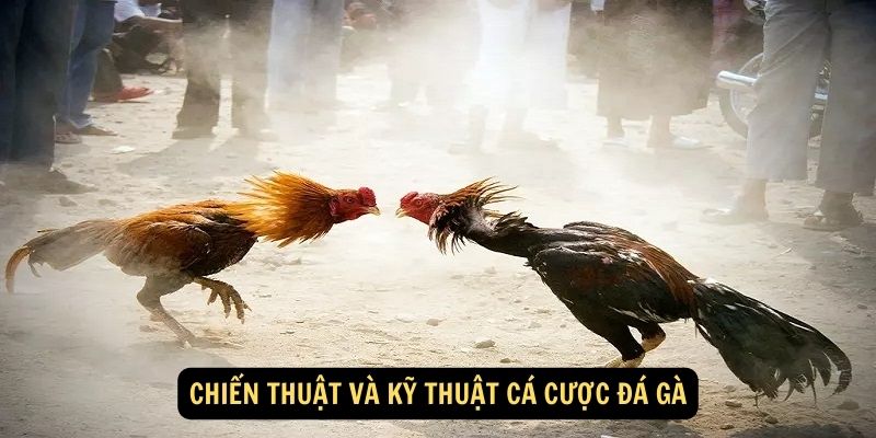 Chiến thuật và kỹ thuật cá cược đá gà