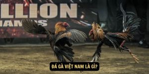 Da ga Viet Nam la gi