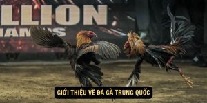 Gioi thieu ve da ga Trung Quoc