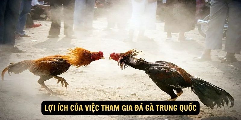 Lợi ích của việc tham gia đá gà Trung Quốc