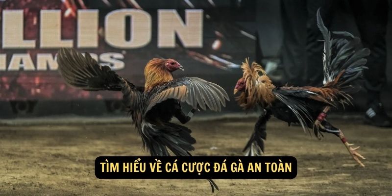 Tim hieu ve ca cuoc da ga an toan